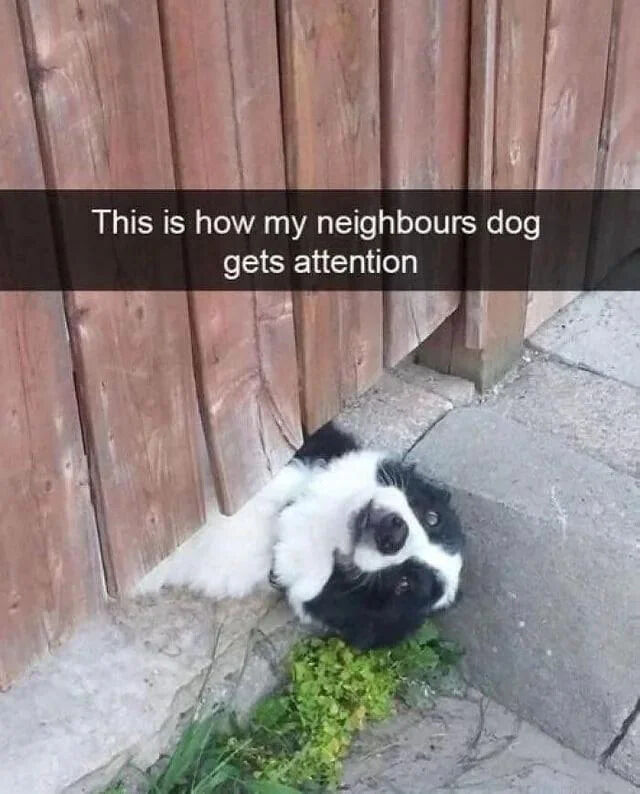 A photograph showing a black and white dog (likely a Border Collie) lying on its back under a wooden fence, with its paws slightly visible and head tilted upward, looking cute and pleading. Above the image, a text overlay reads 'This is how my neighbours dog gets attention,' humorously explaining the dog's method of seeking attention by positioning itself in an endearing, vulnerable manner under the fence. The dog's expressive eyes and relaxed posture emphasize its playful and attention-seeking nature, creating a wholesome and amusing scene.