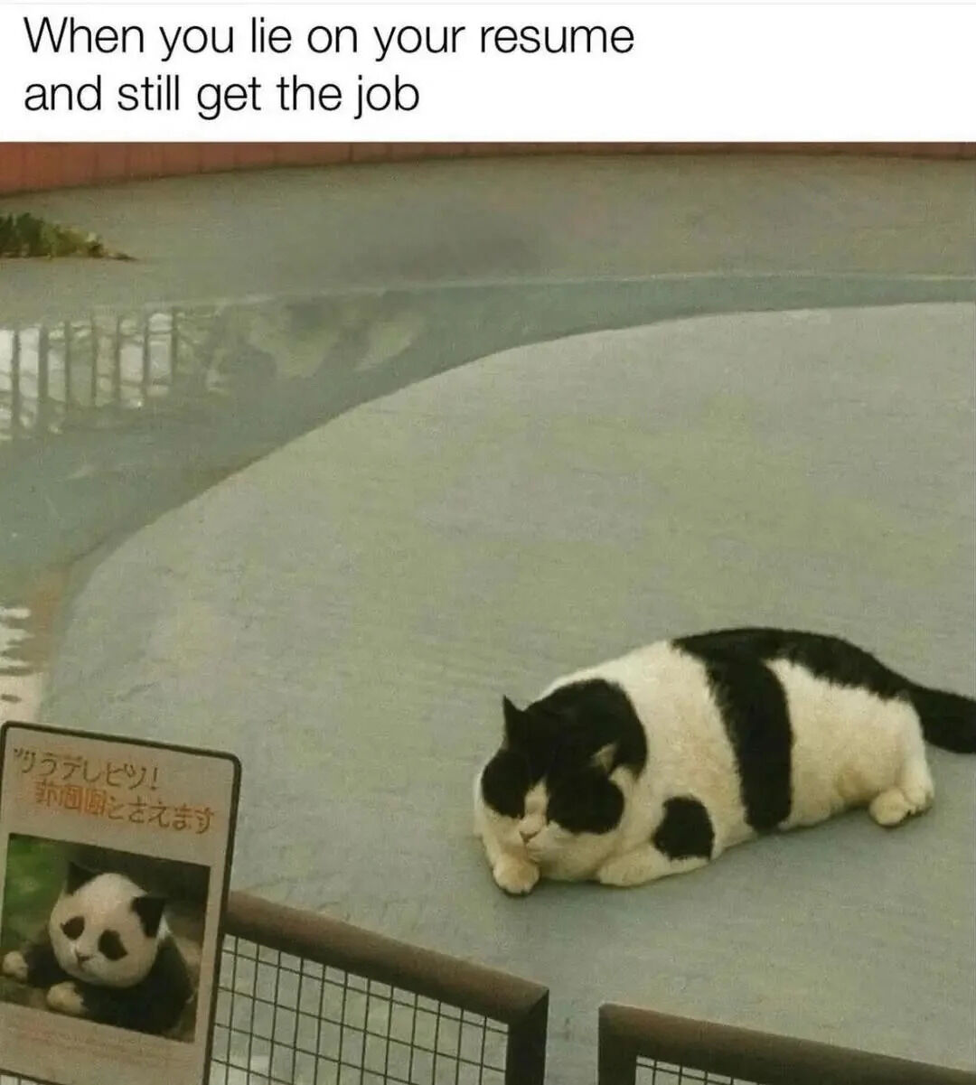 A meme consisting of a top text caption 'When you lie on your resume and still get the job' above a photograph of a chubby black and white cat lying relaxed on a smooth, light blue surface. To the left of the cat is a sign featuring Japanese text and an image of a panda, humorously mislabeling the cat as a panda. The cat's calm demeanor and the mislabeled sign create a relatable joke about successfully lying on a resume and 'coasting' in the resulting job, paralleling the cat (misrepresented as a panda) comfortably occupying a space intended for a panda.
