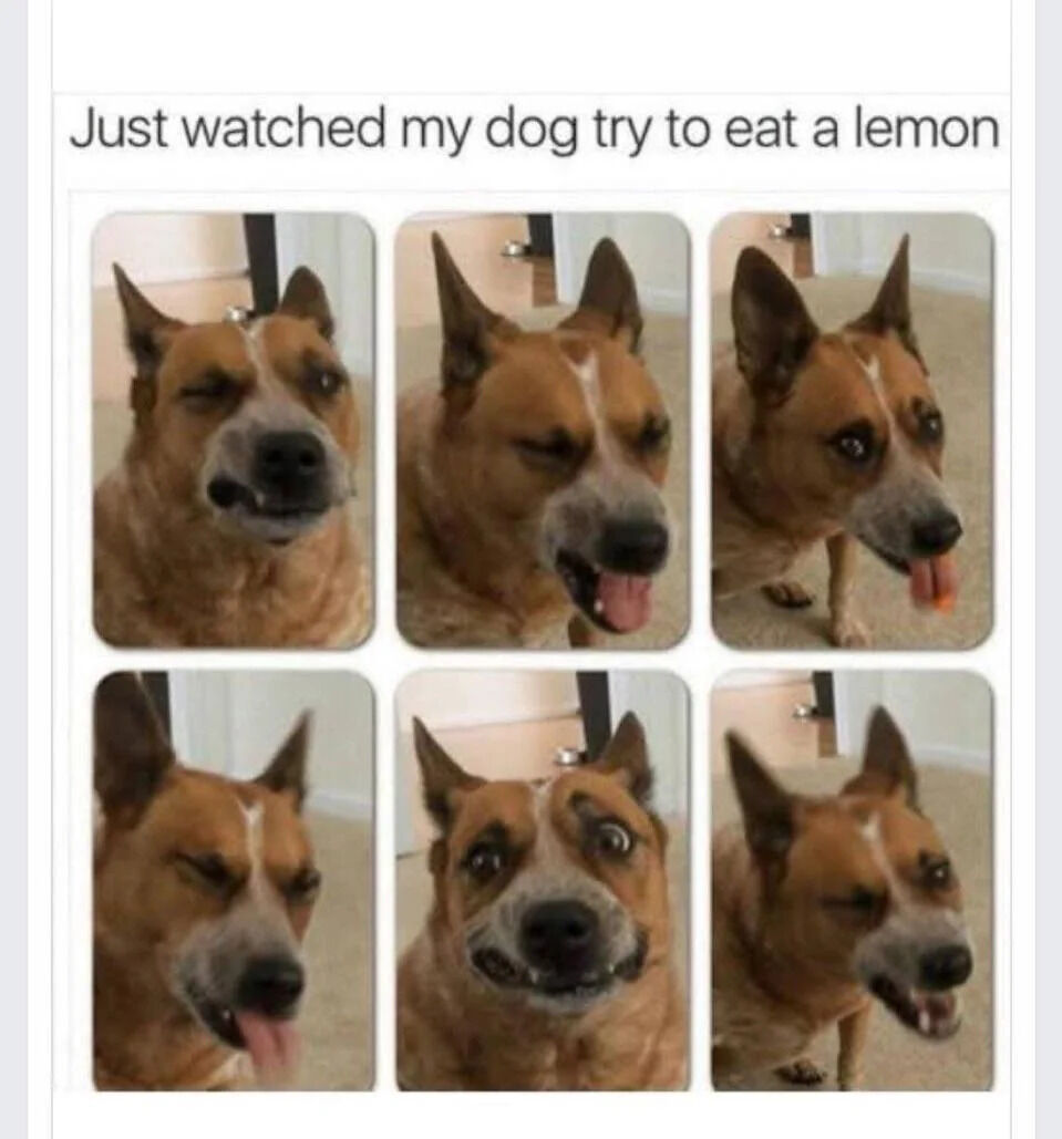 A meme consisting of a title and six sequential images of a brown dog with a white facial stripe reacting to eating a lemon. The title at the top reads 'Just watched my dog try to eat a lemon'. The six panels show the dog's progressive reactions: initial curiosity with a slightly open mouth, wincing with one eye closed, sticking out its tongue, licking its lips, wide-eyed surprise, and finally a more relaxed but amused expression. The background is an indoor setting with a carpeted floor and a door visible in the distance.