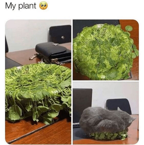 A collage meme with three images and the top text 'My plant 😢'. The first image shows an overgrown green plant with dense, sprawling leaves on a wooden desk, accompanied by a black wallet and an office chair in the background. The second image is a close-up of the plant, emphasizing its lush foliage. The third image reveals a gray cat curled up comfortably on top of the plant, using it as a bed. The 😢 emoji humorously conveys the plant owner's playful 'frustration' at the cat's takeover, creating a wholesome and relatable scenario.