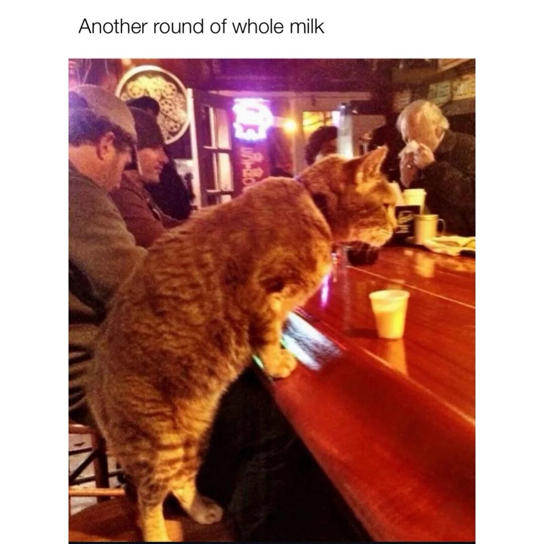 This meme features a large real orange tabby cat positioned on a bar stool at a dim cozy bar, leaning forward with front paws near the edge of the wooden counter exactly like a human bar patron. A small disposable cup holding light yellow whole milk sits in front of the cat on the bar, while other human patrons sit around it. The text at the top of the image reads "Another round of whole milk", creating an anthropomorphic joke where the cat is framed as a customer ordering another serving of milk instead of the alcoholic drinks that are typically ordered in "rounds" at bars. The humor comes from treating the cat like a regular bar guest, swapping typical adult drinks for a cat's common beverage, milk.