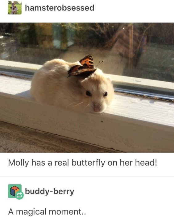 This is a social media post screenshot featuring a heartwarming animal photo. The central image shows a pale golden pet hamster named Molly sitting still on a white interior windowsill, bathed in natural sunlight, with a window showing blurred outdoor greenery in the background. An orange and black patterned tortoiseshell butterfly is resting calmly on the hamster's head. The original poster, with username hamsterobsessed, added the caption 'Molly has a real butterfly on her head!', followed by a reply from user buddy-berry that reads 'A magical moment..'. The post captures a gentle, unexpected sweet interaction between a domestic pet and a wild insect.
