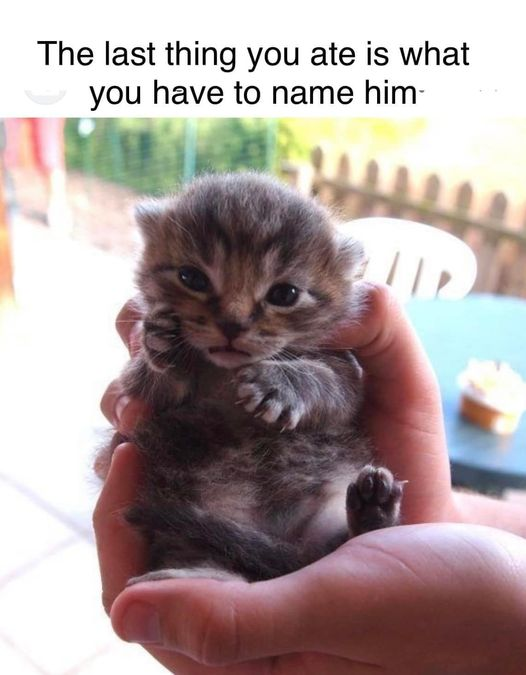 This wholesome meme features a tiny, adorable tabby kitten being gently cradled in two human hands. At the top of the image, a text prompt reads: *The last thing you ate is what you have to name him*, inviting viewers to join a playful, lighthearted challenge where they name the kitten after their most recent meal. The kitten has soft, wide eyes and a gentle, slightly melancholic expression, which enhances the endearing, wholesome vibe of the meme.