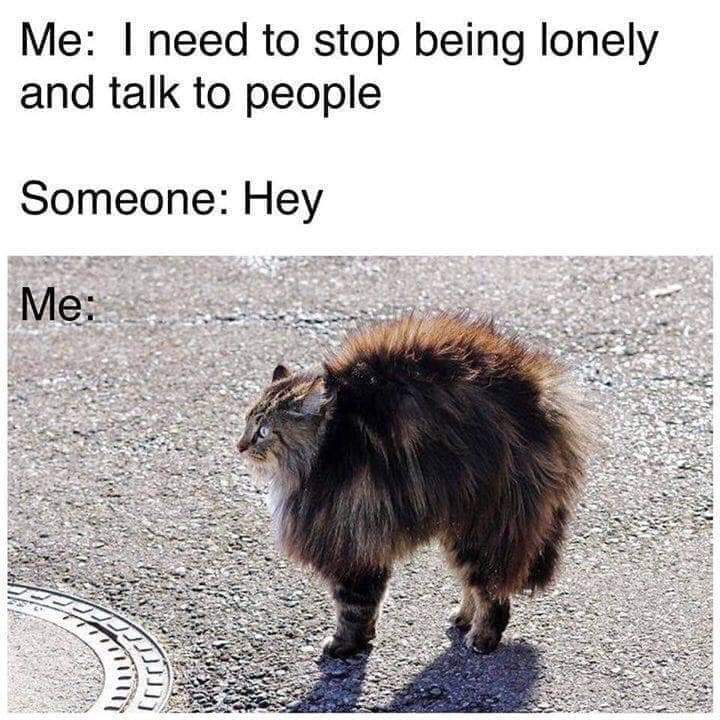This is a relatable humor meme depicting the common contradiction experienced by introverted or socially anxious people. The top text first shares the meme subject's stated goal: 'Me: I need to stop being lonely and talk to people', followed by a line showing another person initiating contact: 'Someone: Hey'. The bottom section shows a photo of a very fluffy long-haired tabby cat standing on asphalt with all of its fur fully puffed up in a clear fear/startle response, labeled 'Me:' to represent the subject's actual panicked, anxious reaction when someone tries to talk to them, despite their earlier desire to socialize to end loneliness.