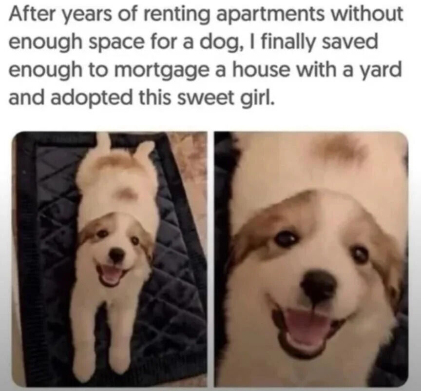 The meme features a heartfelt personal story accompanied by two images of a dog. The top text explains the creator's journey: after years of renting apartments with insufficient space for a dog, they saved enough to buy a house with a yard and adopted a dog. Below the text are two photos: the left image shows the dog lying on its back on a dark quilted mat, looking up with a wide, happy smile and paws in the air; the right image is a close-up of the dog's face, emphasizing its joyful expression with bright eyes and an open mouth. The overall tone is uplifting and celebratory.
