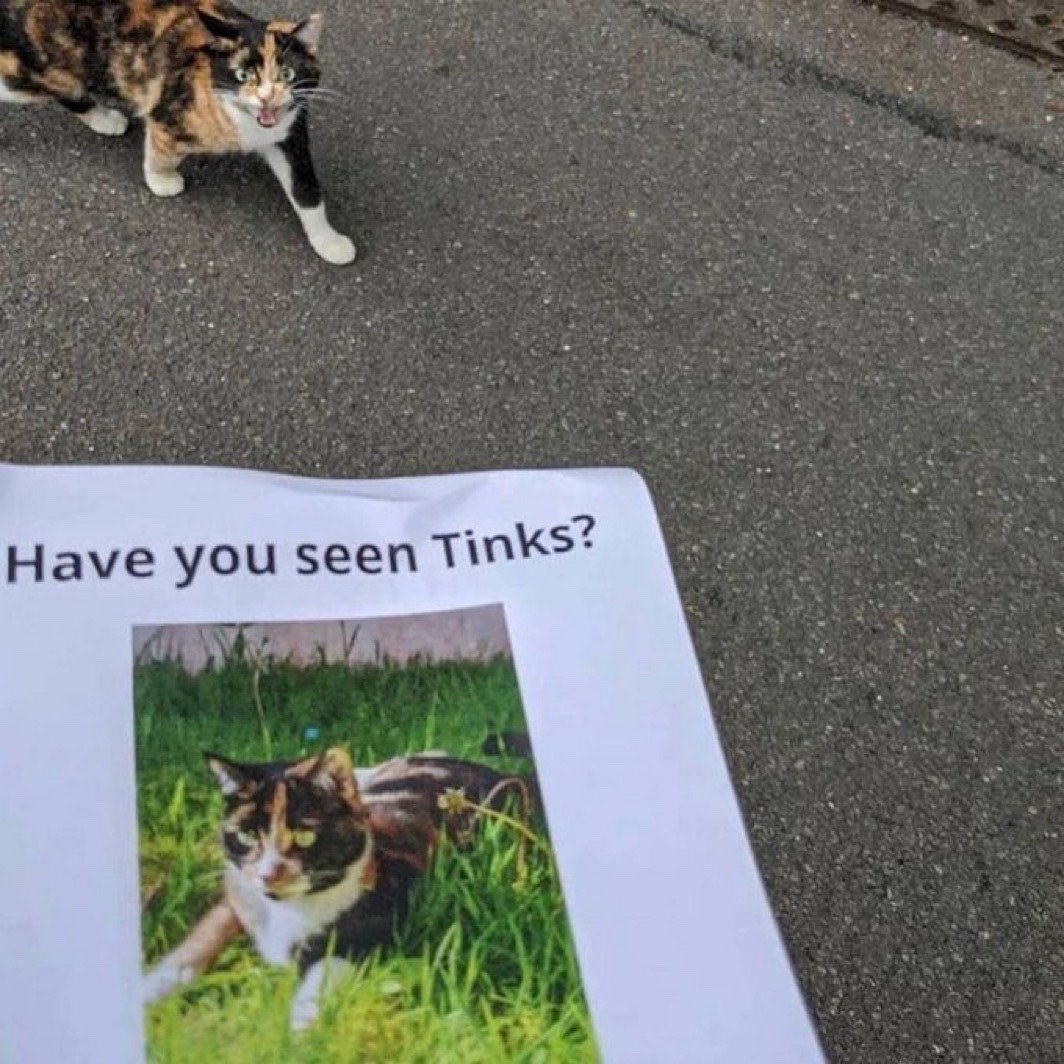 The image captures a humorous ironic scene: a calico cat stands on gray asphalt pavement directly behind a paper missing pet poster. The poster reads 'Have you seen Tinks?' above a photograph of the same exact calico cat. The cat in the photo is hissing or yowling loudly while facing the viewer, creating a funny joke where the supposedly missing cat is immediately present next to its own lost notice.