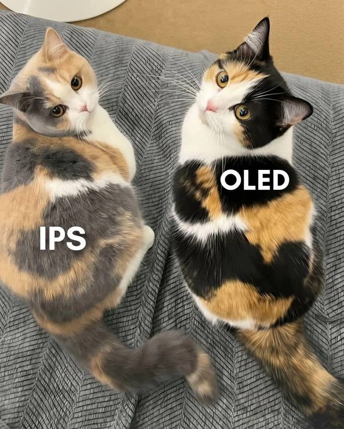 Two cats lying on their backs on a gray textured surface. The left cat has a gray, white, and orange coat with the text 'IPS' prominently overlaid on its back. The right cat has a black, white, and orange coat with the text 'OLED' overlaid on its back. Both cats have wide, alert eyes and are looking upwards, creating a humorous visual comparison between IPS and OLED display technologies, likely playfully referencing differences in color reproduction or contrast often discussed in display tech comparisons.