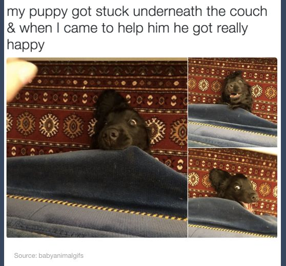 This is a collage-style meme featuring three photos of a small black puppy stuck underneath a blue couch, positioned on a red, intricately patterned rug. The accompanying top text explains the context: the puppy became trapped under the couch, and when its owner approached to help, it reacted with extreme happiness. The first photo shows the puppy peeking out from under the couch with a calm, hopeful expression; the second captures it with its mouth open, looking excited and joyful; the third depicts it with its tongue out, gazing up at its owner, clearly thrilled by the prospect of being rescued. The meme leans into the wholesome, heartwarming nature of the puppy's trusting, overjoyed reaction to assistance, creating a lighthearted, endearing moment that resonates with pet lovers.