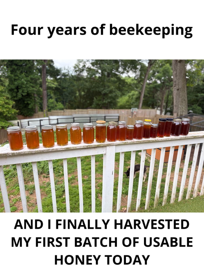 The meme features a real photograph of 17 mason jars filled with graduated shades of golden to dark amber honey, lined up along the top of a white wooden outdoor deck railing. Below the railing, a grassy fenced backyard with tall trees, a wooden fence, and a black and tan dog sniffing the grass is visible. Bold black text is overlaid on white bars at the top and bottom of the image: the top text reads 'Four years of beekeeping', while the bottom text reads 'AND I FINALLY HARVESTED MY FIRST BATCH OF USABLE HONEY TODAY'. The humor comes from the implied contrast between the oft-repeated claim that beekeeping is a simple, easy task (referenced in the post's original title) and the poster's 4 year long journey to successfully harvest usable honey, mocking the idea that the skill is trivial for beginners.
