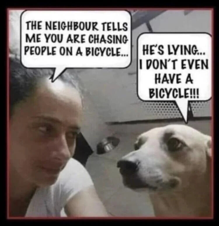 A meme featuring a real person and a light-colored dog in a domestic indoor setting. The person, wearing a white shirt, has a speech bubble that reads, 'THE NEIGHBOUR TELLS ME YOU ARE CHASING PEOPLE ON A BICYCLE...'. The dog, positioned to the right of the person, responds with a speech bubble: 'HE’S LYING... I DON’T EVEN HAVE A BICYCLE!!!'. The humor stems from the anthropomorphic dog denying the neighbor's accusation, creating a playful and wholesome scenario where the dog's 'innocent' denial contrasts with the implied mischief.