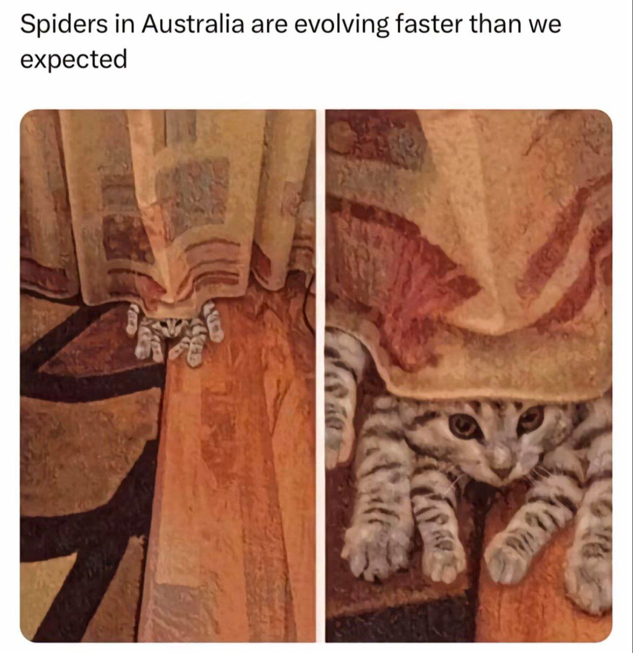 A two-panel meme with the top text 'Spiders in Australia are evolving faster than we expected.' The left panel shows a close-up of a beige and red striped curtain, with several striped, claw-like appendages peeking out from the bottom, resembling large spider legs. The right panel reveals the 'spider legs' are actually the paws of a tabby cat, whose face is now visible peeking out from under the curtain, looking directly at the camera with a curious, alert expression. The joke subverts the common trope of Australia having dangerous, oversized spiders by revealing the 'evolving spider' is just a harmless cat.