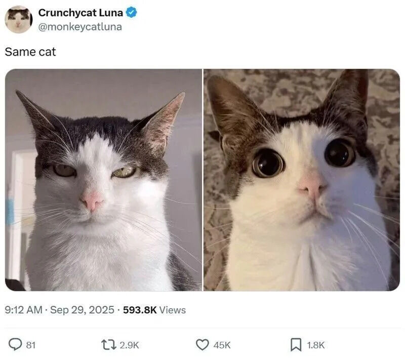 A Twitter/X post featuring two side-by-side photographs of the same cat, highlighting starkly different expressions. The left image shows the cat with a calm, slightly unimpressed demeanor—ears perked, eyes half-lidded, and a neutral facial expression. The right image captures the same cat with dramatically wide, round eyes, conveying a shocked or surprised look. Both photos focus on the cat's face, emphasizing the contrast between the two moods. The post is titled 'Same cat' and includes engagement metrics: 593.8K views, timestamped 9:12 AM on September 29, 2025.