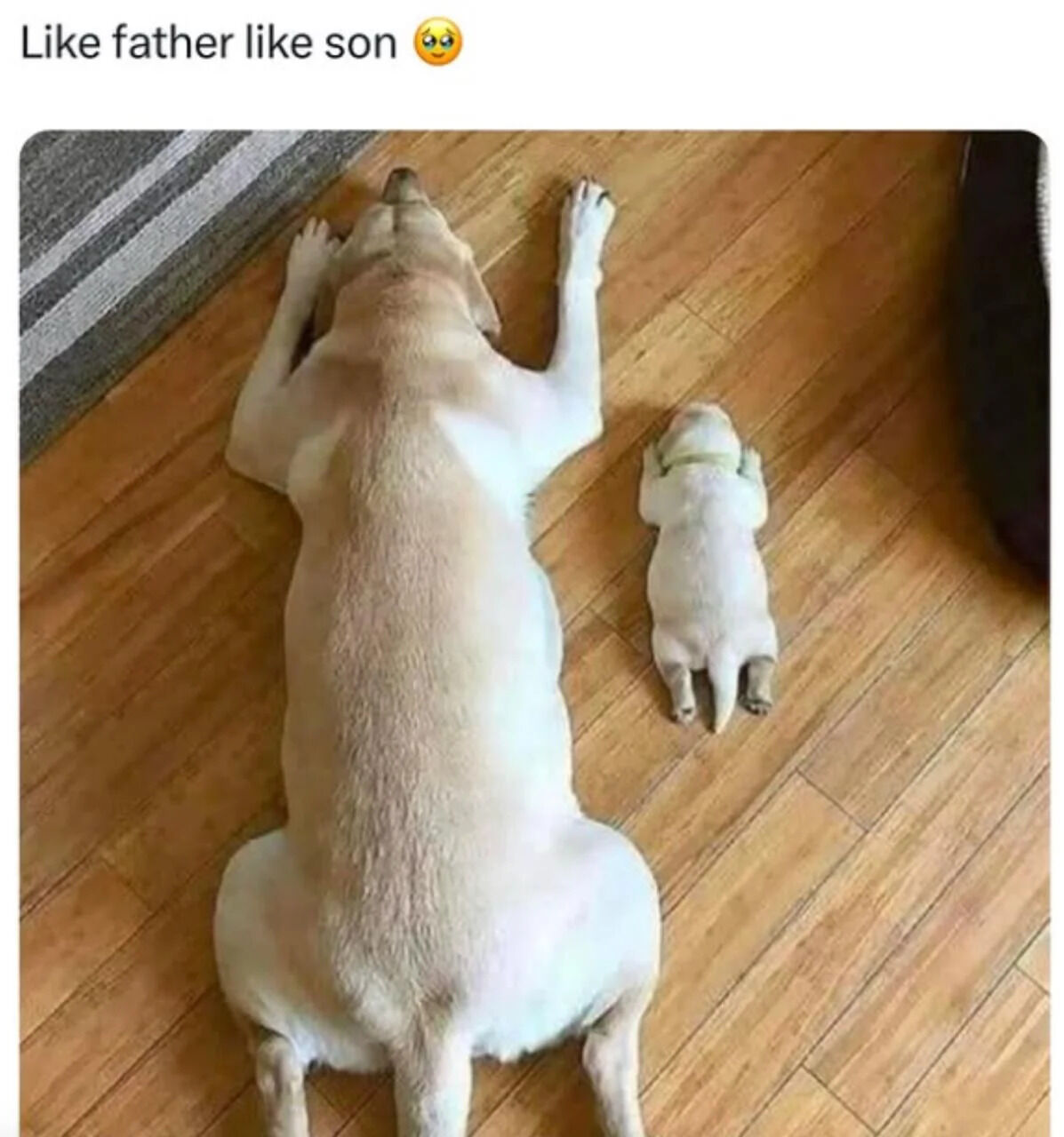 An endearing photograph capturing two dogs, likely an adult and a puppy, lying on a wooden floor in nearly identical relaxed positions. The larger dog is positioned on the left, sprawled on its back with its front paws extended upward and head resting on the floor. To its right, a smaller puppy mirrors this exact posture, creating a charming visual parallel. A gray and white striped rug is partially visible in the top-left corner, adding context to the domestic setting. Above the image, the text 'Like father like son 😊' reinforces the playful implication of a parent-offspring relationship, highlighting their adorable similarity.