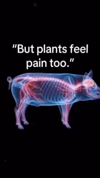This is a single-panel meme featuring a semi-transparent X-ray anatomical illustration of a pig (showing its skeleton and internal vascular system) against a solid black background. Above the pig is the quoted text "But plants feel pain too." This quote is a very common argument used against veganism, where people claim that because plants can feel pain, eating plants is just as unethical as eating meat. The meme uses the image of the pig to counter this argument, pointing out that raising meat requires killing far more plants (plus the pig itself) than just eating plants directly, highlighting the absurdity of the original argument.