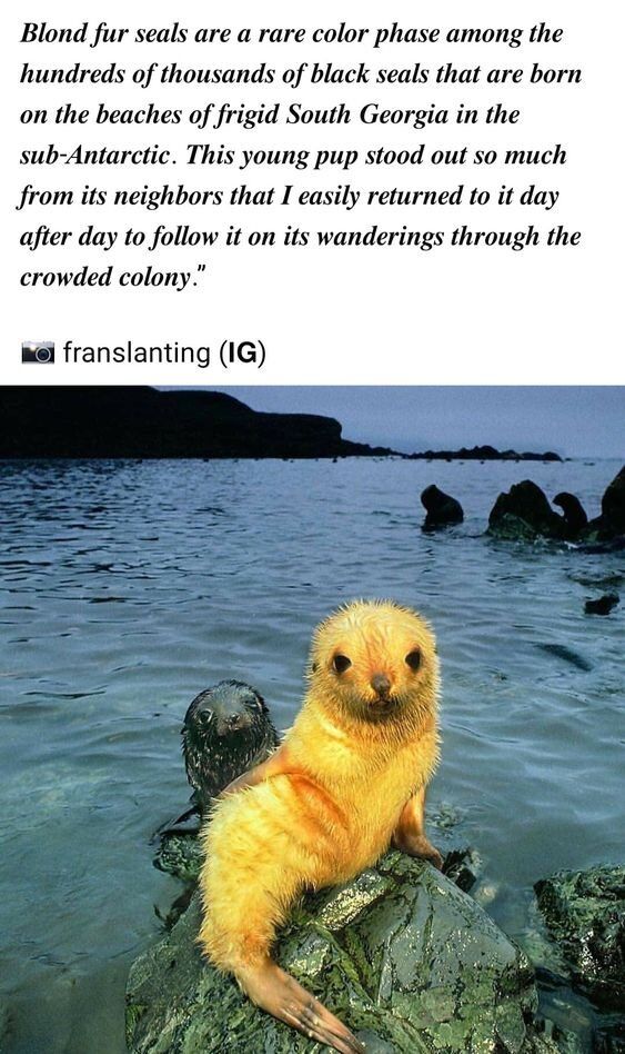 The image displays a rare blond fur seal pup perched on a moss-covered rock in shallow coastal waters, with a typical dark-furred fur seal pup visible behind it, partially submerged. Above the photograph, there is detailed explanatory text stating that blond fur seals are an uncommon color variant among the hundreds of thousands of dark-furred seals born on the frigid beaches of South Georgia in the sub-Antarctic region. The text notes that this distinct young pup stood out so significantly from its peers that the photographer could easily locate it each day to track its movements through the dense seal colony. The scene highlights the unique, pale-colored pup against the natural dark coastal environment, emphasizing its one-of-a-kind appearance compared to the surrounding seals.