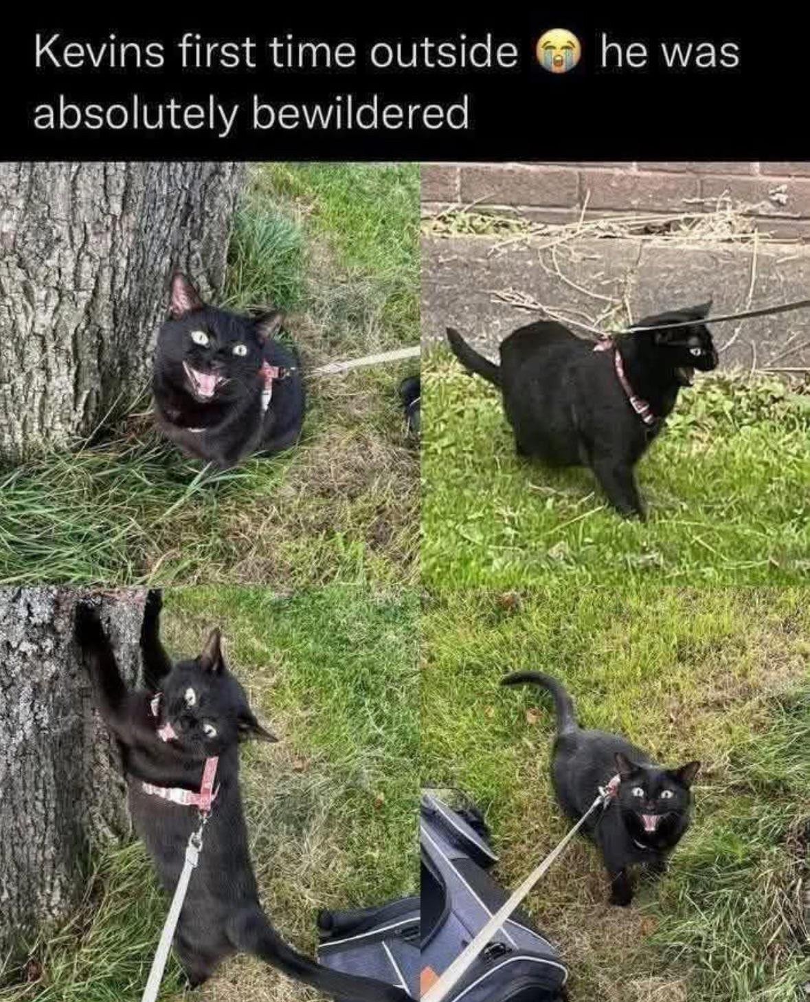 A 2x2 collage featuring a black cat named Kevin experiencing his first time outside. The top text reads 'Kevins first time outside 😂 he was absolutely bewildered,' setting the context. The images show Kevin in various bewildered states: sitting by a tree with wide eyes and an open mouth, walking on a leash near a brick wall, climbing a tree trunk with front paws, and standing on grass with a surprised look. He wears a pink collar/harness, and the outdoor setting includes grass, trees, and a concrete area.