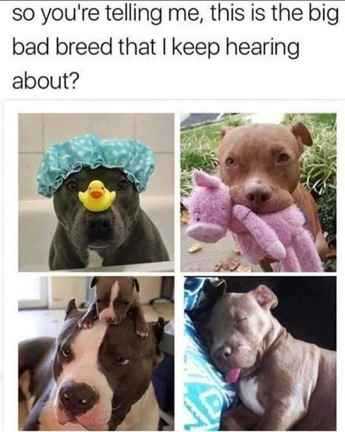 This is a 4-panel photo collage meme with text at the top reading 'so you're telling me, this is the big bad breed that I keep hearing about?'. The four panels feature gentle, cute photos of pitbulls to counter harmful stereotypes: the first shows a dark grey pitbull in a bathtub wearing a blue polka dot shower cap, with a yellow rubber duck balanced on its nose. The second shows a light brown pitbull outdoors holding a small pink plush pig toy in its mouth. The third shows an adult pitbull with a white marking on its face, as a small pitbull puppy rests on top of its head. The fourth shows a light grey pitbull sleeping peacefully on a blanket with its tongue sticking out. The meme pushes back against the common unfair stereotype that pitbulls are an inherently aggressive, dangerous dog breed by highlighting their docile, friendly, cute nature.