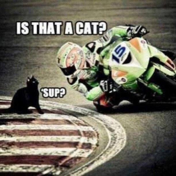 A humorous image showing a motorcycle racer leaning into a sharp turn on a race track, confronted by a black cat sitting casually on the track. The racer appears to be reacting with surprise, while the cat seems unfazed. Text bubbles show the racer asking 'IS THAT A CAT?' and the cat responding with the casual slang ''SUP?''. The motorcycle has the number 15 visible on its front, and the track features distinctive striped markings where the cat is sitting.