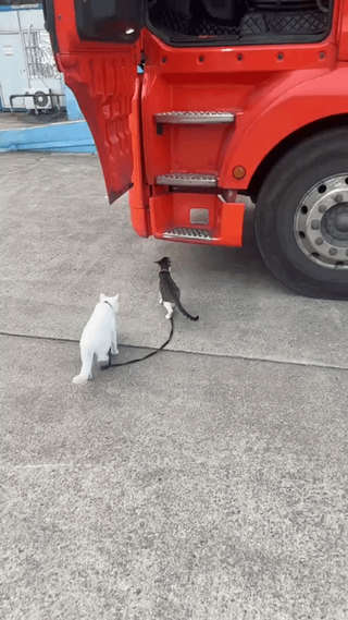 This image captures a hilarious, coincidental optical illusion. A white domestic cat walks on a concrete paved surface behind a black-and-white cat near the steps of a large red semi-truck. A dark strap (likely part of the truck's step assembly or a loose cable) aligns perfectly between the two cats, creating the visual trick that the white cat is holding a leash attached to the black-and-white cat, as if walking it like a dog. The scene is a natural, unposed moment that creates a wholesome, funny visual gag.