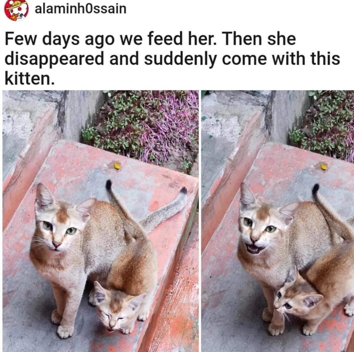 This is a two-panel meme featuring a real cat using a clever forced perspective trick. The accompanying text reads: "Few days ago we feed her. Then she disappeared and suddenly come with this kitten." In the left panel, the cat's tail is positioned to perfectly mimic a small kitten curled up in front of her, creating the illusion that she has returned with a baby cat after being fed. The right panel shifts the "kitten" (revealed to be the cat's own tail) to expose the trick, with the cat appearing amused or proudly looking at the viewer. The humor comes from the unexpected optical illusion, playing into the wholesome trope of a stray cat bringing her young to people who helped her, subverted by the silly visual gag.