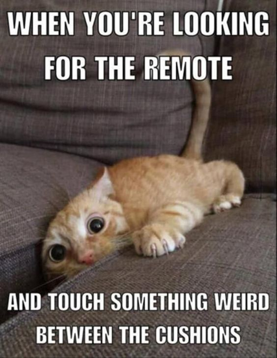 This is a relatable animal meme featuring a real orange tabby cat squeezed halfway into the gap between the cushions of a brown couch, with its head poking out and huge wide shocked eyes staring directly at the viewer. The overlaid text describes the common, universal experience of searching for a lost TV remote between couch cushions, when you accidentally reach in and touch an unknown, weird object that has been hiding there for ages. The cat's shocked expression perfectly matches the uncomfortable surprised feeling people get in this relatable situation.