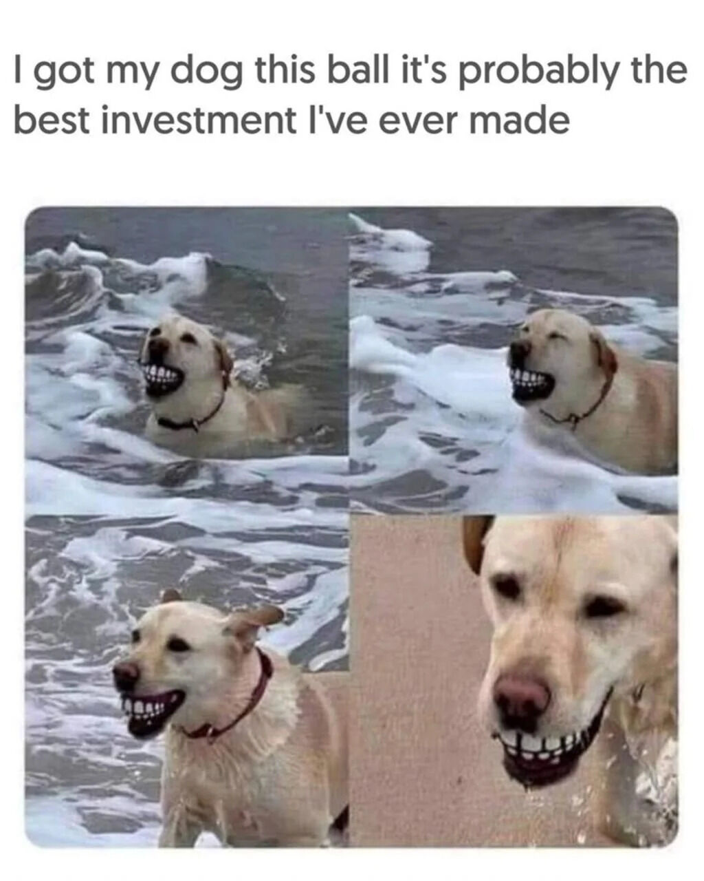 A wholesome meme featuring a 2x2 grid of four images of a golden retriever dog expressing extreme joy while playing with a ball at the beach. The top text reads, 'I got my dog this ball it's probably the best investment I've ever made,' emphasizing the dog's happiness as a valuable return on investment. The dog is shown in various playful poses in ocean waves and on the beach, all with a wide, toothy grin.