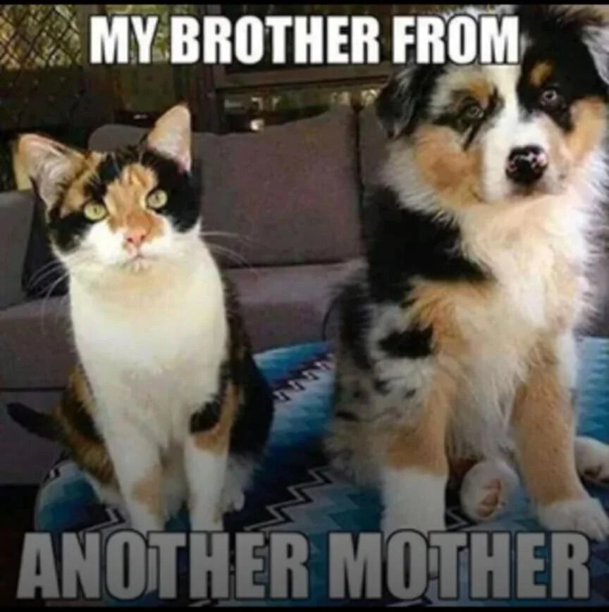 The image features a calico cat and a tricolor dog (possibly an Australian Shepherd mix) sitting side by side on a couch with a blue and white zigzag patterned cushion. Both animals have calm, attentive expressions: the cat has wide green eyes and a relaxed posture, while the dog has a soft gaze and upright ears. The top text reads 'MY BROTHER FROM' and the bottom text reads 'ANOTHER MOTHER,' forming the playful phrase 'My Brother From Another Mother'—a common idiom used to describe close friends who are not biologically related. The background shows a blurred indoor setting with a window, suggesting a home environment.