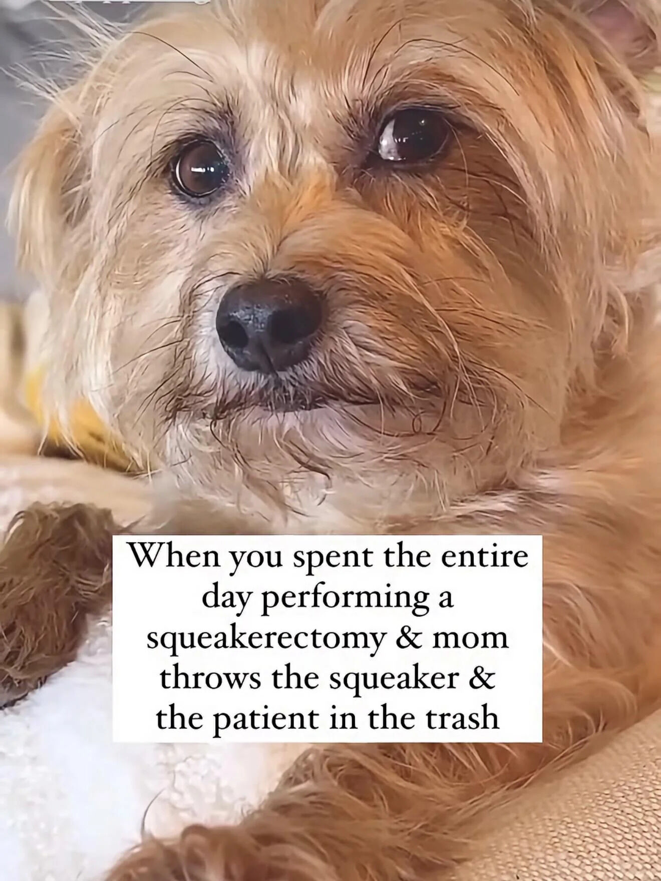 This is a lighthearted wholesome meme featuring a close-up photograph of a dejected-looking real scruffy light brown dog. An overlaid text box adds a pun-based joke: the dog spent an entire day removing the squeaker from its squeaky toy (coined a 'squeakerectomy', a pun on medical surgery terms), only for its owner ('mom') to throw both the removed squeaker and the destroyed toy ('the patient') into the trash, leaving the dog looking sad. The joke references the extremely common dog behavior of tearing open squeaky toys to extract the squeaker inside.