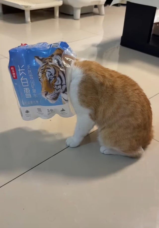 A ginger and white cat is sitting on a light-colored tiled floor, with a blue plastic water bottle套在 (around) its neck. The bottle prominently features a large image of a tiger's face on the front, along with Chinese text that reads '长白山 天然雪山矿泉水' (Changbai Mountain Natural Snow Mountain Mineral Water). The cat appears to be in a curious or slightly confused posture, with its head lowered and body facing downward, as the water bottle rests on its upper back and neck, creating a humorous visual contrast between the small domestic cat and the fierce tiger image on the bottle.