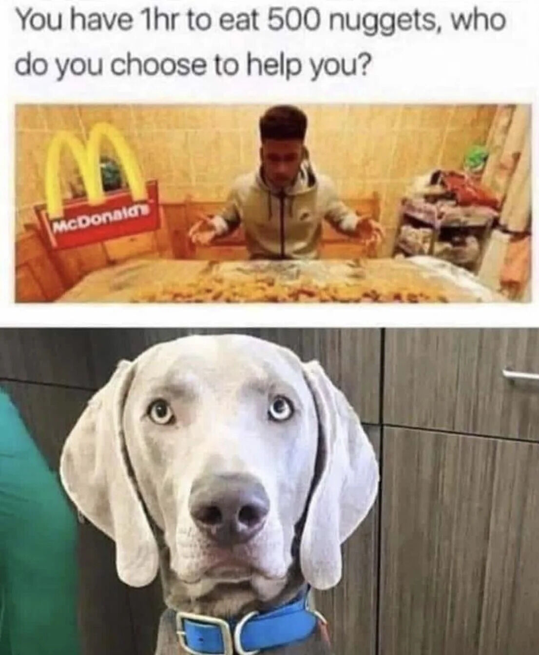 A two-panel meme posing the question 'You have 1hr to eat 500 nuggets, who do you choose to help you?'. The top panel shows a person sitting at a table covered with McDonald's chicken nuggets, gesturing with their hands, likely overwhelmed by the quantity. The bottom panel features a close-up of a Weimaraner dog with a serious, intense expression, implying the dog is the ideal helper due to its potential appetite or focus.