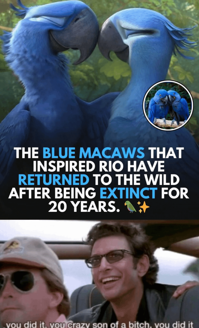 A two-panel meme celebrating the return of blue macaws to the wild. The top panel features animated blue macaws (likely from the 'Rio' film) nuzzling, with an inset circular photo of real blue macaws perched on a branch. Overlaid text reads: 'THE BLUE MACAWS THAT INSPIRED RIO HAVE RETURNED TO THE WILD AFTER BEING EXTINCT FOR 20 YEARS. 🦜✨'. The bottom panel is a screenshot of two men in a vehicle, one smiling with an arm around the other, with text: 'you did it. you crazy son of a bitch, you did it'—a quote from the movie 'Jurassic Park'.