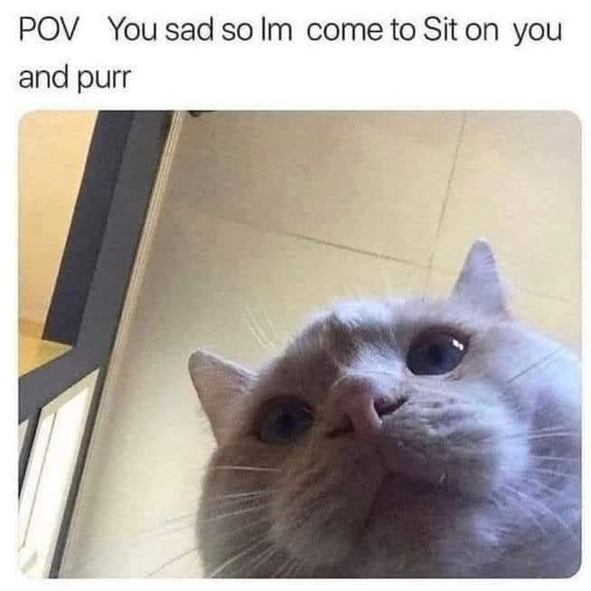 This is a wholesome POV-style meme designed to evoke comfort. The top text reads **POV You sad so Im come to Sit on you and purr**, paired with a close-up photograph of a gentle-looking gray cat staring directly upward at the viewer. The meme taps into the relatable, warm experience of cats offering emotional support to their owners by sitting on them and purring, creating a reassuring, heartfelt message for anyone feeling upset. The cat's calm, earnest expression amplifies the meme's comforting tone.