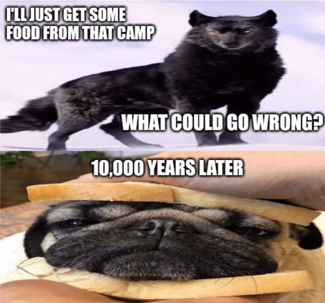 A two-panel meme that humorously depicts evolutionary change. The top panel features a black wolf with bold text: 'I'LL JUST GET SOME FOOD FROM THAT CAMP WHAT COULD GO WRONG?', suggesting the wolf's decision to approach human camps for food. The bottom panel, labeled '10,000 YEARS LATER', shows a pug's face sandwiched between two slices of bread, implying that the wolf's descendants (domesticated dogs like pugs) have evolved into a comedic association with human food. The meme playfully exaggerates domestication and evolutionary outcomes for comedic effect.
