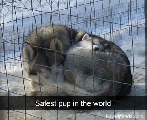 The image displays two fluffy husky dogs curled up together inside a wire metal fence enclosure set on snowy ground. The larger husky is embracing the smaller husky pup, whose face is relaxed and resting peacefully. The caption at the bottom reads "Safest pup in the world", which is a wholesome joke referencing that the pup is doubly protected: both by the secure fenced enclosure and by the larger husky holding it, making it feel extremely safe and cared for.