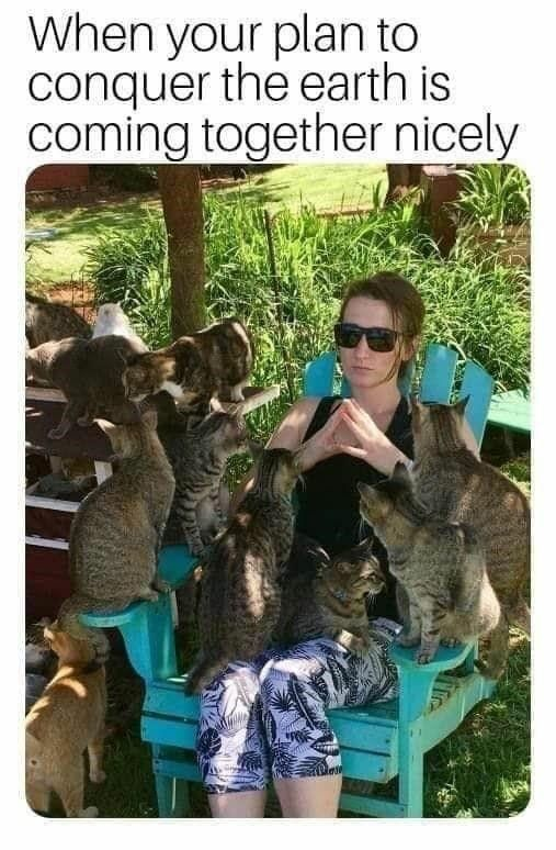 This meme features a real photo of a woman sitting in a turquoise outdoor chair, wearing sunglasses and clasping her hands in a scheming pose. She is completely surrounded by multiple cats, who are climbing on the chair and gathering close to her. The top text reads: *When your plan to conquer the earth is coming together nicely*, creating a humorous, wholesome joke that frames the woman as an overlord whose plan to take over the world is progressing, with the cats as her loyal minions. The contrast between the silly, dramatic text and the cute, chaotic scene with the cats makes the meme feel lighthearted and wholesome.