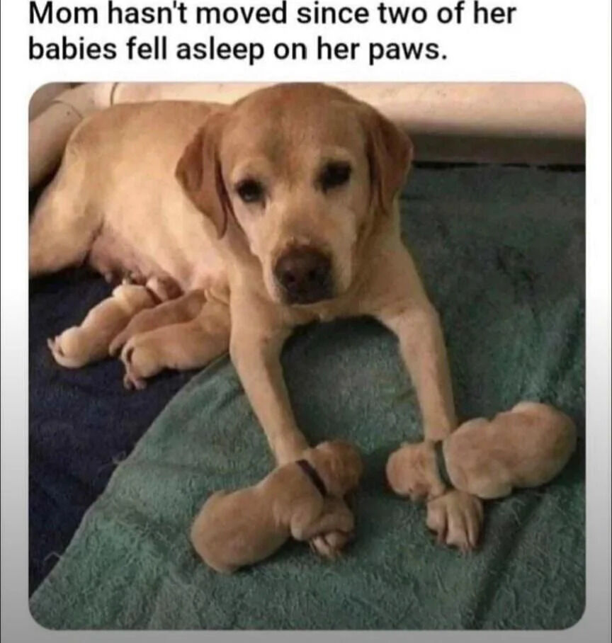 A heartwarming photograph featuring a light brown mother dog, likely a Labrador Retriever, lying on a blue and green blanket. The mother dog is in a relaxed prone position with her front legs extended forward. Two small, light-colored puppies are asleep on her front paws, while additional puppies are visible nestled near her belly. The mother dog has a calm, gentle expression with soft eyes, conveying nurturing care. Above the image, a text overlay reads: 'Mom hasn't moved since two of her babies fell asleep on her paws,' emphasizing her dedication to not disturbing her sleeping puppies. The scene captures the tender and protective bond between a mother and her offspring, evoking feelings of warmth and affection.
