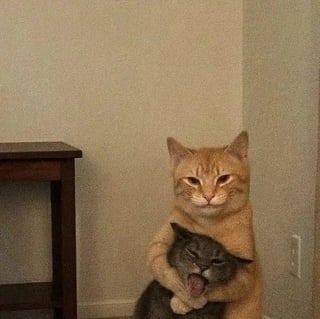 The image depicts two domestic cats in a home interior setting. An orange tabby cat sits upright staring directly at the viewer with a stern, unamused, almost threatening expression, while holding a smaller gray cat firmly in its front paws. The gray cat in its arms has its mouth wide open, appearing to be yelling, yowling, or in distress. A small dark wooden side table is visible on the left side of the frame, against a plain beige wall that also has a light switch on the right. The paired title frames the visual as a humorous demand for viewers to ignore the scene and not interfere, implying the orange cat is engaged in something it does not want others to question or stop.