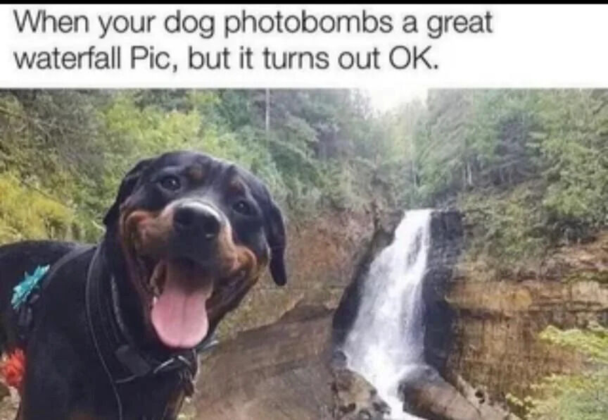 A photograph featuring a happy Rottweiler dog in the foreground, smiling with its tongue out, photobombing what was intended to be a picture of a scenic waterfall in the background. The waterfall flows down a rocky cliff surrounded by lush green forest. The dog is wearing a collar and has a blue and red accessory on its back. The caption at the top reads, 'When your dog photobombs a great waterfall Pic, but it turns out OK,' emphasizing the wholesome and amusing outcome of the accidental photobomb.