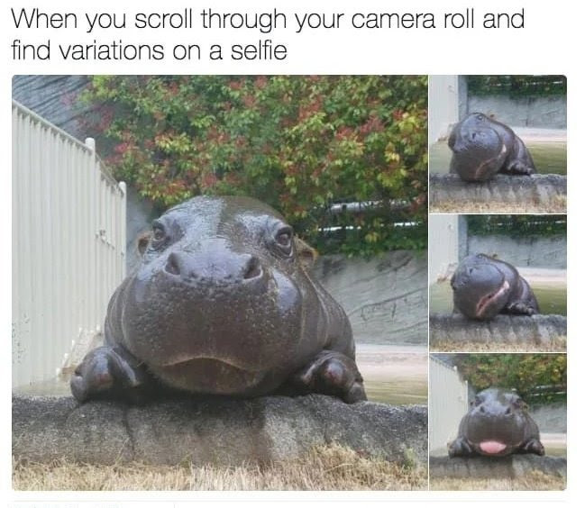 This relatable meme uses a collage of multiple photos of a real pygmy hippopotamus resting on a concrete ledge in a zoo enclosure, facing directly towards the camera. The joke compares the hippo's slightly different poses and expressions across the photos to the common experience of scrolling through your phone's camera roll and finding multiple slightly different variations of the same selfie you took. The large main image shows the hippo's neutral pose, while three smaller images on the right show alternate variations with different angles and expressions (including one with the hippo sticking its tongue out), mirroring how people take multiple selfies to get the perfect shot and keep the unused variations saved.