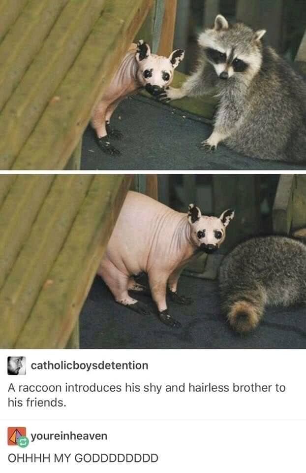 This is a two-panel screenshot of a viral funny meme. The top panel shows a regular, fully-furred raccoon gently touching the face of a partially visible hairless creature that has raccoon-style facial markings, leading viewers to believe the caption's claim that this is a hairless raccoon brother. In the bottom panel, the full creature is revealed to be a hairless Sphynx cat with raccoon markings painted onto its face, while the regular raccoon turns away. Below the images is a Tumblr post interaction: the original poster captions the image, followed by a shocked reply from another user. The joke relies on misdirection: viewers initially accept the claim that it's a hairless raccoon, only to realize it's a Sphynx cat disguised as one.