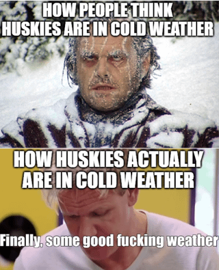 This is a two-panel comparison meme joking about the cold weather tolerance of Siberian Huskies. The top panel features an image of a man fully covered in frost and ice looking visibly miserable, with the caption explaining this is how people incorrectly assume huskies feel in cold weather. The bottom panel features the popular 'finally some good fucking weather' reaction meme of a happy, content man, captioned to show that huskies, who are bred for arctic climates, actually thrive and enjoy cold snowy weather instead of suffering from it.
