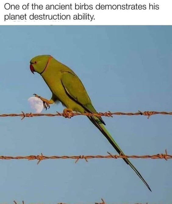 This meme features a rose-ringed parakeet perched on rusted barbed wire against a clear blue sky. A forced perspective optical illusion makes it appear as if the bird's claw is gripping the moon (visible in the background), creating the visual gag that the bird is holding a small planet. The caption at the top reads *"One of the ancient birbs demonstrates his planet destruction ability."* The humor comes from two key elements: the cutesy internet slang "birbs" (a playful misspelling of "birds") framing the ordinary parakeet as a powerful, ancient cosmic entity, and the visual trick that makes the bird look like it possesses god-like planet-destroying power. The meme leans into the absurd contrast between the small, mundane bird and the exaggerated, epic role the caption assigns to it.