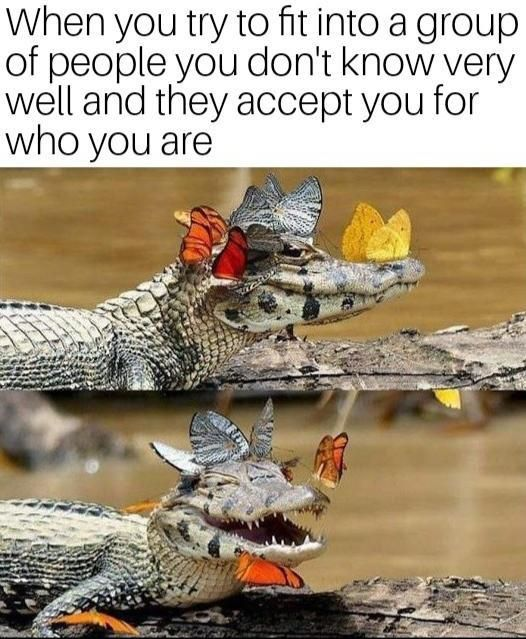 This is a two-panel wholesome animal meme. The top panel displays a calm crocodile resting on a wooden log in murky water, with multiple colorful butterflies (orange, yellow, and dark patterned ones) perched on its head and snout. The bottom panel shows the same crocodile with its mouth wide open in an expression that reads as joyful, excited, or relieved, with butterflies still surrounding its face. Above the panels, text reads: *"When you try to fit into a group of people you don't know very well and they accept you for who you are"*. The meme uses the unexpected, gentle interaction between a typically feared predator (crocodile) and delicate butterflies to visually represent the relatable human experience of feeling anxious about joining a new social group, then being warmly welcomed. The contrast between the crocodile's intimidating reputation and its happy, accepted state creates a funny, heartwarming visual joke that resonates with anyone who has experienced the relief of being accepted by others.