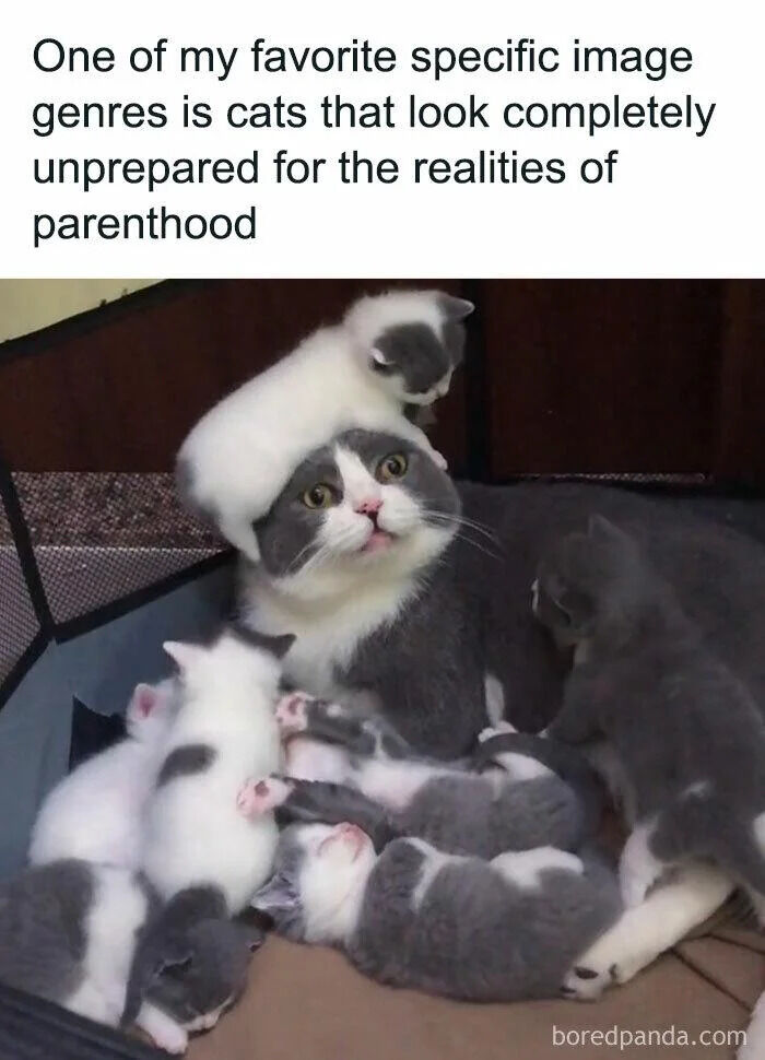 The meme features a top text block and a photograph. The text reads: 'One of my favorite specific image genres is cats that look completely unprepared for the realities of parenthood.' Below the text is a photograph of a gray and white mother cat sitting in a small, dark enclosure. The cat has a shocked, overwhelmed expression with wide eyes and an open mouth, appearing startled. She is surrounded by multiple kittens—some white with gray spots, others solid gray—with one small kitten perched directly on her head. The kittens are actively moving around her, adding to the chaotic, 'unprepared' vibe of the scene.