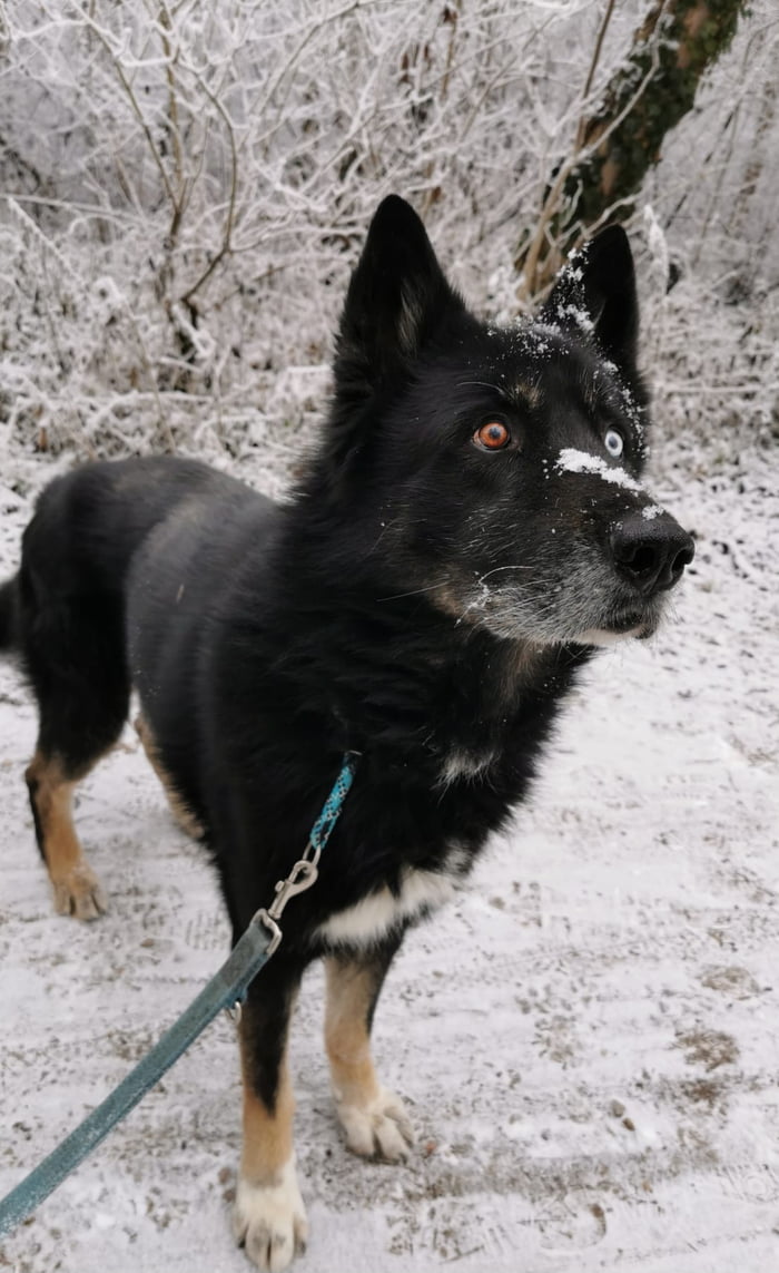 This is an original personal photograph of a 15-year-old black mixed-breed dog with heterochromia (one brown eye, one blue eye) standing on a snowy dirt path in a frosty, snow-covered wooded area. Light snow dusts the dog's face, ears, and fur, and the dog wears a leash attached to its collar. This photo was shared as a memorial tribute after the dog, the owner's best friend of 15 years, passed away.