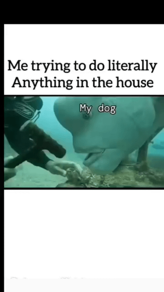 A meme featuring an underwater scene where a diver (implied to be 'Me') is shown reaching out with their hand, while a large fish (labeled 'My dog') approaches closely, appearing curious and engaged. The top text reads 'Me trying to do literally Anything in the house', humorously comparing a dog's tendency to interrupt or engage with their owner's daily activities to the fish's interaction with the diver.