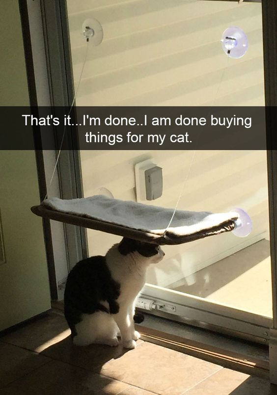 A real black-and-white cat sits calmly on the tiled floor directly underneath an unused hanging window perch (attached to a glass door with suction cups). An overlay text reads: *That's it...I'm done..I am done buying things for my cat.* This meme humorously captures the relatable experience of pet owners purchasing specialized items for their pets that end up being unused, delivered with a wholesome, lighthearted tone.
