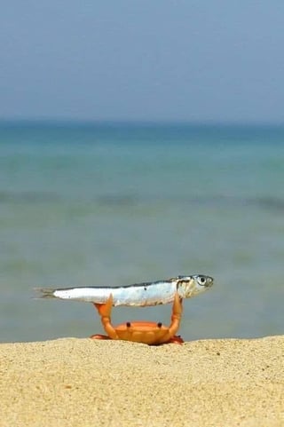 A photograph of a small orange plastic crab toy standing upright on a sandy beach, with its claws positioned to hold a dead silver fish horizontally above the sand. The background features calm blue ocean water meeting a clear sky, creating a serene coastal setting. The fish appears dried or preserved, with visible scales and an open eye, contrasting with the bright orange of the toy crab.