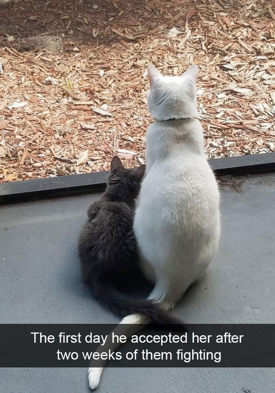 The image captures a heartwarming moment between two cats: a large white adult cat and a small gray kitten. They are sitting side-by-side on a concrete surface, facing away from the camera and looking out through a glass barrier at an area covered in wood chips. An overlaid text caption at the bottom reads, 'The first day he accepted her after two weeks of them fighting.' This post documents the resolution of initial conflict between a resident cat and a new kitten, showing a tender shift from hostility to companionship. There are no wordplay, puns, or visual jokes here; it is a genuine, wholesome pet moment that resonates with anyone who has experienced the process of introducing a new pet to their household.