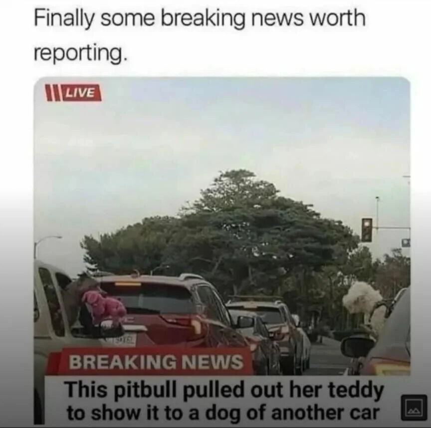 The image is a satirical meme mocking trivial news coverage. At the top, there is text reading 'Finally some breaking news worth reporting.' Below this, a 'LIVE' label is displayed in the top-left corner, mimicking a live news broadcast. The main visual shows a traffic scene with several cars, where a pitbull in one car is visible holding a pink teddy bear, seemingly attempting to show it to a dog in another nearby car. At the bottom, a 'BREAKING NEWS' banner夸张ly announces: 'This pitbull pulled out her teddy to show it to a dog of another car.' The humor stems from the contrast between the dramatic 'breaking news' format and the cute, inconsequential event of a dog sharing a toy, critiquing the tendency of media to overhype trivial stories.